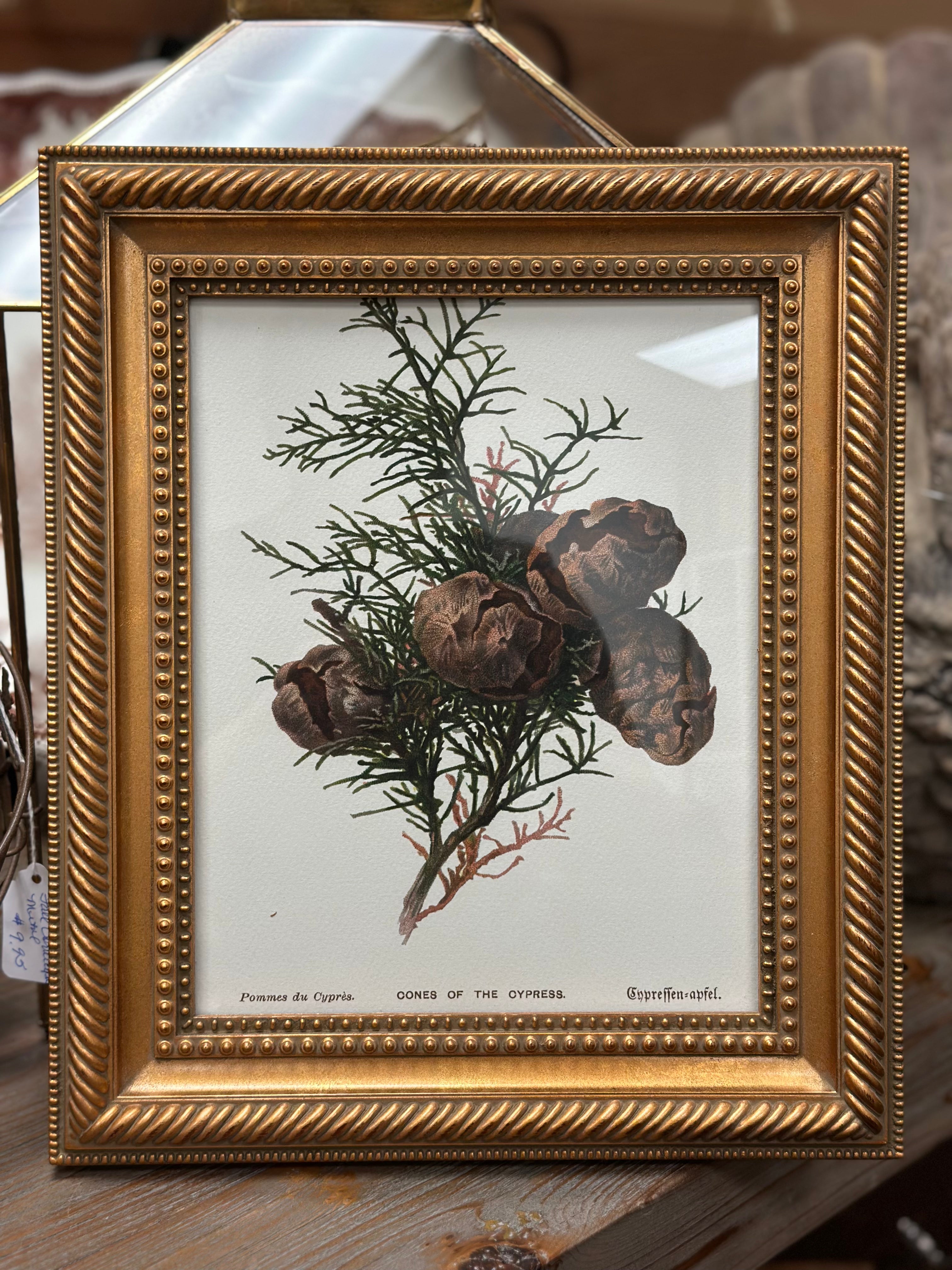 Gold Framed Cypress Botanical