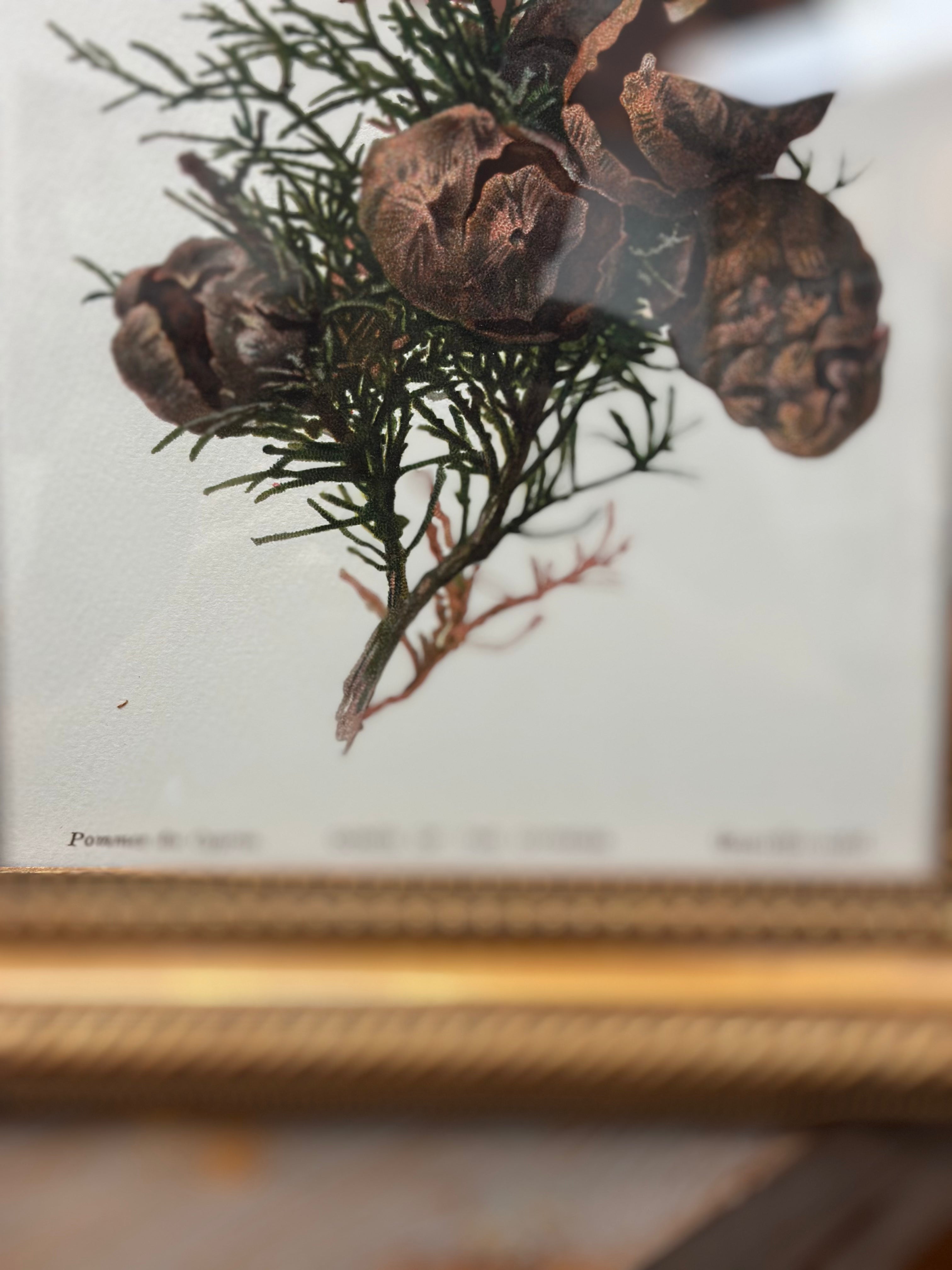 Gold Framed Cypress Botanical